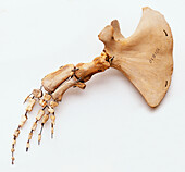 Porpoise's flipper skeleton