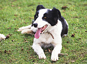 Black and white dog panting