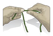 Making twisted natural cordage, illustration