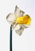 Daffodil (Narcissus 'Bravoure') flower head