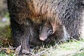 Common wombat joey in pouch