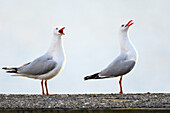 Silver gulls