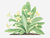 Primrose (Primula vulgaris), illustration