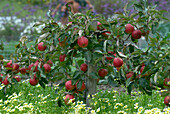 Ripe red apples on tree attached to wooden post