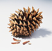 Pine cone and three seeds