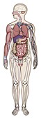 Male anatomy and physiology, illustration