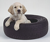 Labrador retriever puppy sitting inside a rubber tyre