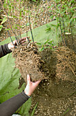 Splitting the congested root ball of unpotted bamboo plant