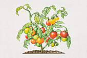 Tomato plant, illustration