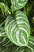 Aglaonema stripes plant
