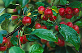 Bright red crab apples with green leaves