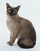 Brown tonkinese cat that is sitting on its hind legs