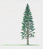 California red fir (Abies magnifica), illustration
