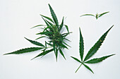 Cannabis leaves and flowers