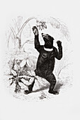 Malayan sun bear stretching to get fruit, illustration