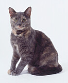 Non-pedigree shorthair cat