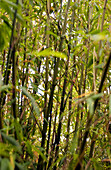 Red margin bamboo (Phyllostachys rubromarginata)