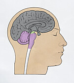 Brain of adult human, illustration