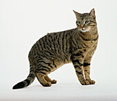 Brown tabby cat on all fours