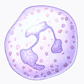 Neutrophil, illustration