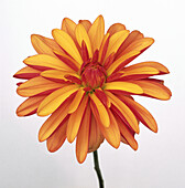 Flower from dahlia 'Jescot Julie'