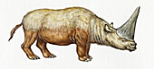 Elasmotherium rhinocerotid, illustration