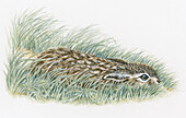 Leveret hiding in the grass, illustration