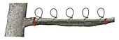 Snare stick, illustration