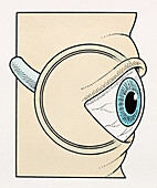 Eye ball, illustration