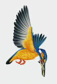 Kingfisher, illustration