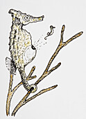 Male seahorse, illustration