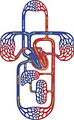 Pulmonary and systemic circulation, illustration