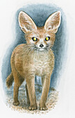 Fennec fox, illustration