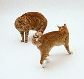 Two ginger cats getting ready to fight
