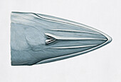 Bryde's whale, illustration