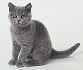 Blue-grey chartreux cat