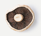 Flat mushroom