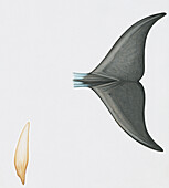 Flukes of common dolphin, illustration