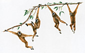 Gibbons hanging from a tree, illustration