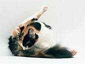 Long-hair cat grooming its rear end and tail