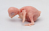 Pink and blind chick struggles to stand