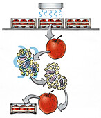 Process where food is irradiated, illustration