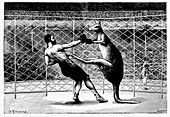 Man boxing a kangaroo, illustration