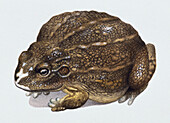 Giant brown frog with webbed feet, illustration