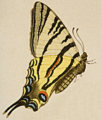 Homerus swallowtail butterfly, illustration