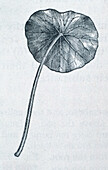 Peltate leaf, illustration