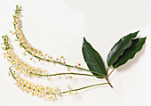 Portugal laurel (Prunus lusitanica)
