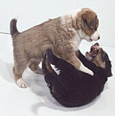 Puppies play-fighting