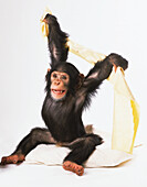 Young chimpanzee holding blanket in air