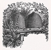 Bee hives set in garden, illustration